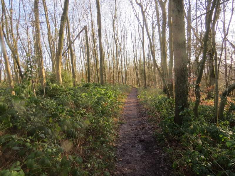 Pete's Walks Cowleaze Wood, Studdridge Farm, Christmas Common (page 1